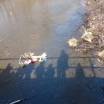 phoca_thumb_m_maena 60 Fotogalerie